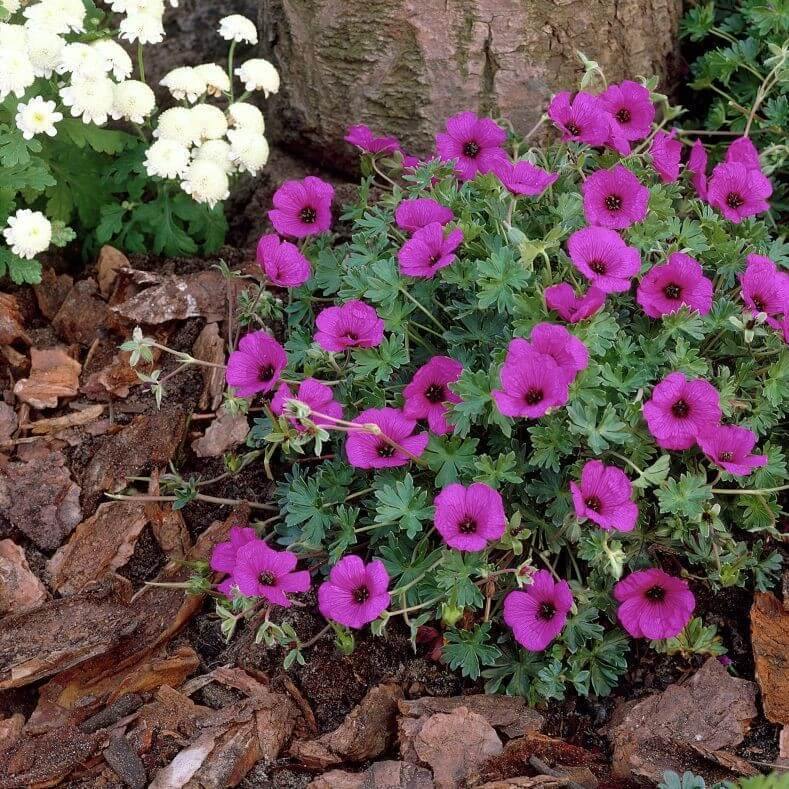 Geranium cinereum: GIUSEPPII butaşi trandafiri de grădină în ghiveci sau rădăcină liberă