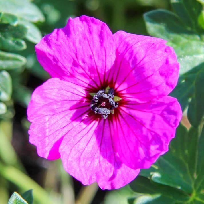 Geranium cinereum: GIUSEPPII butaşi trandafiri de grădină în ghiveci sau rădăcină liberă