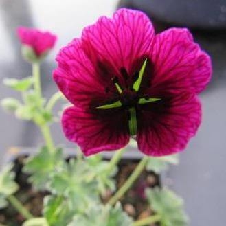 Geranium cinereum : JOLLY JEWEL PURPLE butaşi trandafiri de grădină în ghiveci sau rădăcină liberă