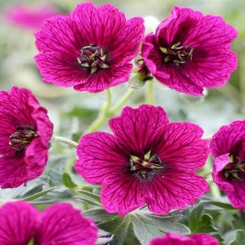 Geranium cinereum : JOLLY JEWEL PURPLE butaşi trandafiri de grădină în ghiveci sau rădăcină liberă