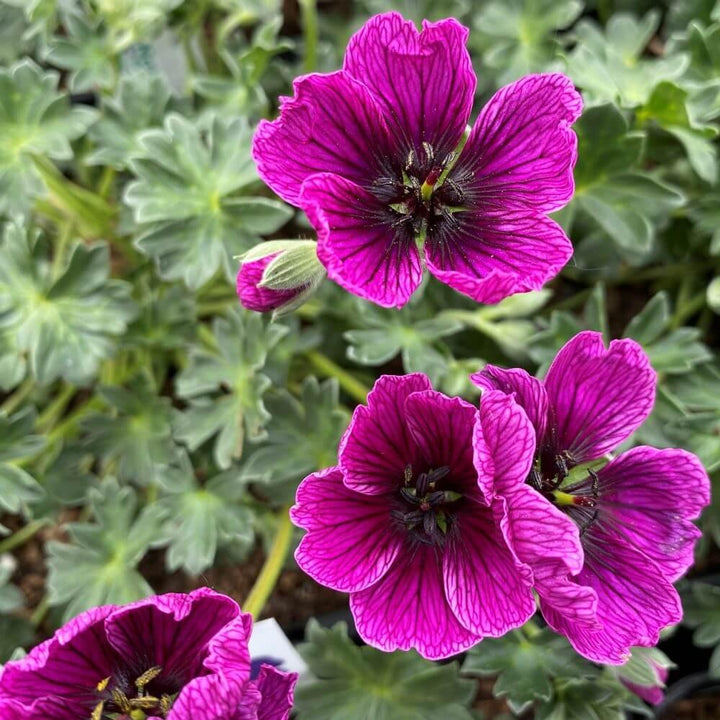 Geranium cinereum : JOLLY JEWEL PURPLE butaşi trandafiri de grădină în ghiveci sau rădăcină liberă