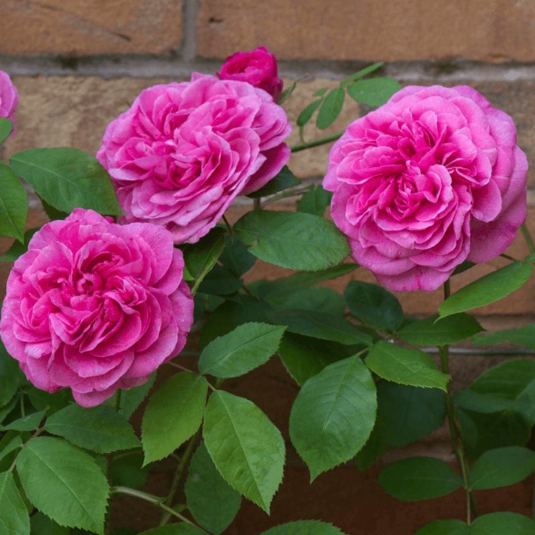 Gertrude Jekyll ® Trandafir Englezesc Floribunda butaşi trandafiri de grădină în ghiveci sau rădăcină liberă