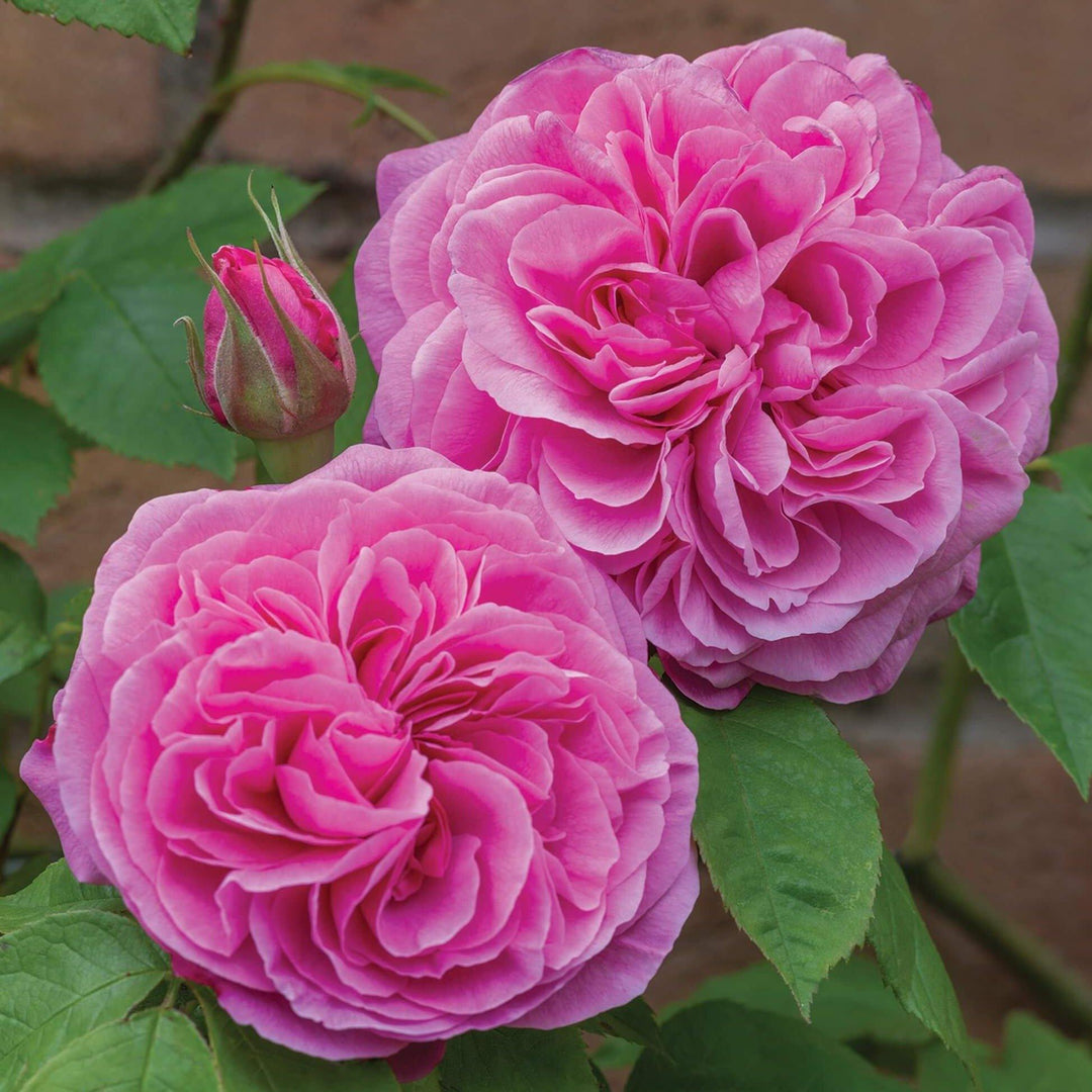 Gertrude Jekyll ® Trandafir Englezesc Floribunda butaşi trandafiri de grădină în ghiveci sau rădăcină liberă