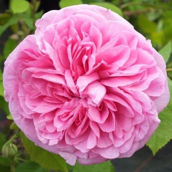 Gertrude Jekyll ® Trandafir Englezesc Floribunda butaşi trandafiri de grădină în ghiveci sau rădăcină liberă