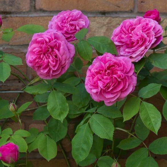 Gertrude Jekyll ® Trandafir Englezesc Floribunda butaşi trandafiri de grădină în ghiveci sau rădăcină liberă