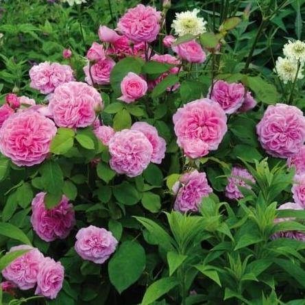 Gertrude Jekyll ® Trandafir Englezesc Floribunda butaşi trandafiri de grădină în ghiveci sau rădăcină liberă