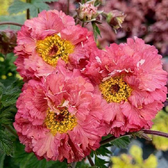 Geum coccineum: BOHEMA PINK butaşi trandafiri de grădină în ghiveci sau rădăcină liberă