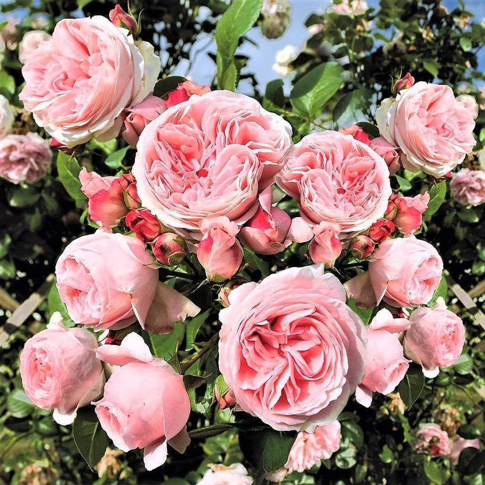 Giardina ® Trandafir Cățărător Urcător butaşi trandafiri de grădină în ghiveci sau rădăcină liberă