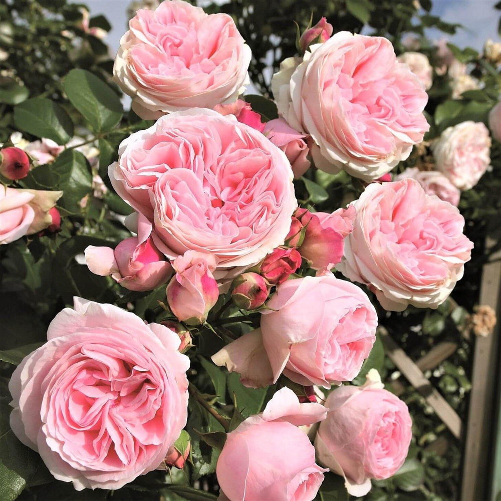 Giardina ® Trandafir Cățărător Urcător butaşi trandafiri de grădină în ghiveci sau rădăcină liberă