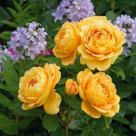 Golden Celebration ® Trandafir Englezesc Floribunda butaşi trandafiri de grădină în ghiveci sau rădăcină liberă