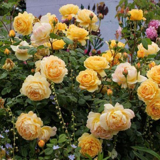 Golden Celebration ® Trandafir Englezesc Floribunda butaşi trandafiri de grădină în ghiveci sau rădăcină liberă