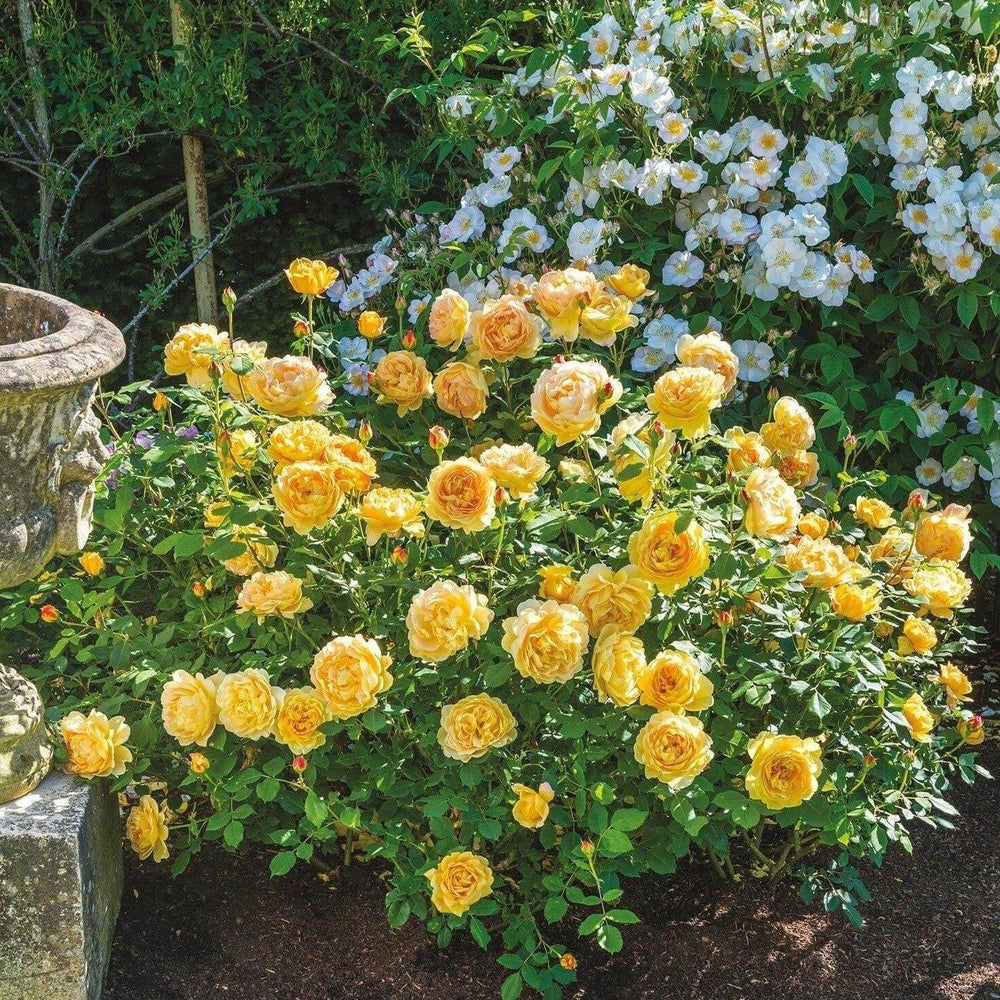 Golden Celebration ® Trandafir Englezesc Floribunda butaşi trandafiri de grădină în ghiveci sau rădăcină liberă