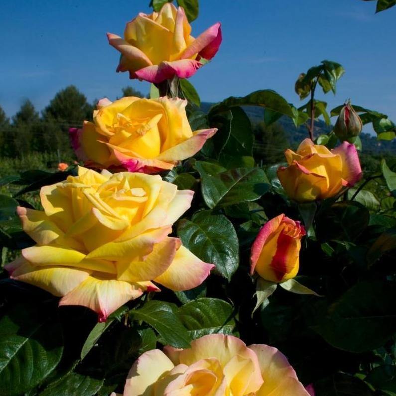 Gpt. MME A. MEILLAND ® Butasi trandafiri de gradina butaşi trandafiri de grădină în ghiveci sau rădăcină liberă