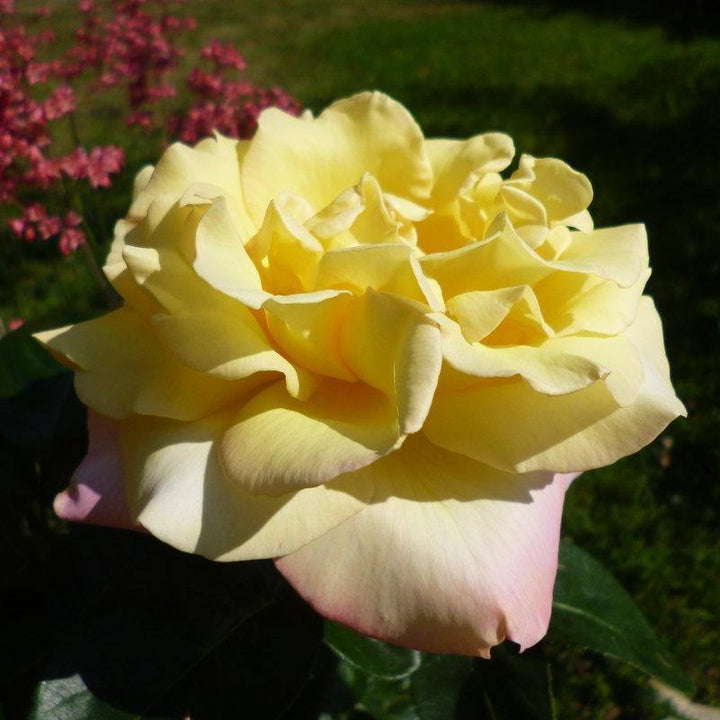 Gpt. MME A. MEILLAND ® Butasi trandafiri de gradina butaşi trandafiri de grădină în ghiveci sau rădăcină liberă