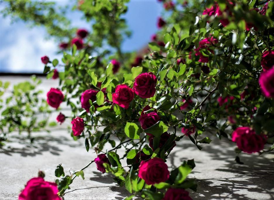 Gpt. Papa Meilland ® Trandafir Cățărător Urcător butaşi trandafiri de grădină în ghiveci sau rădăcină liberă