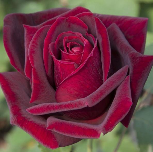 Gpt. Papa Meilland ® Trandafir Cățărător Urcător butaşi trandafiri de grădină în ghiveci sau rădăcină liberă