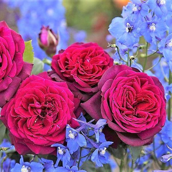 GRAEFIN DIANA ® Butasi trandafiri de gradina butaşi trandafiri de grădină în ghiveci sau rădăcină liberă