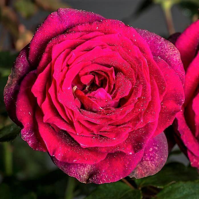 GRAEFIN DIANA ® Butasi trandafiri de gradina butaşi trandafiri de grădină în ghiveci sau rădăcină liberă