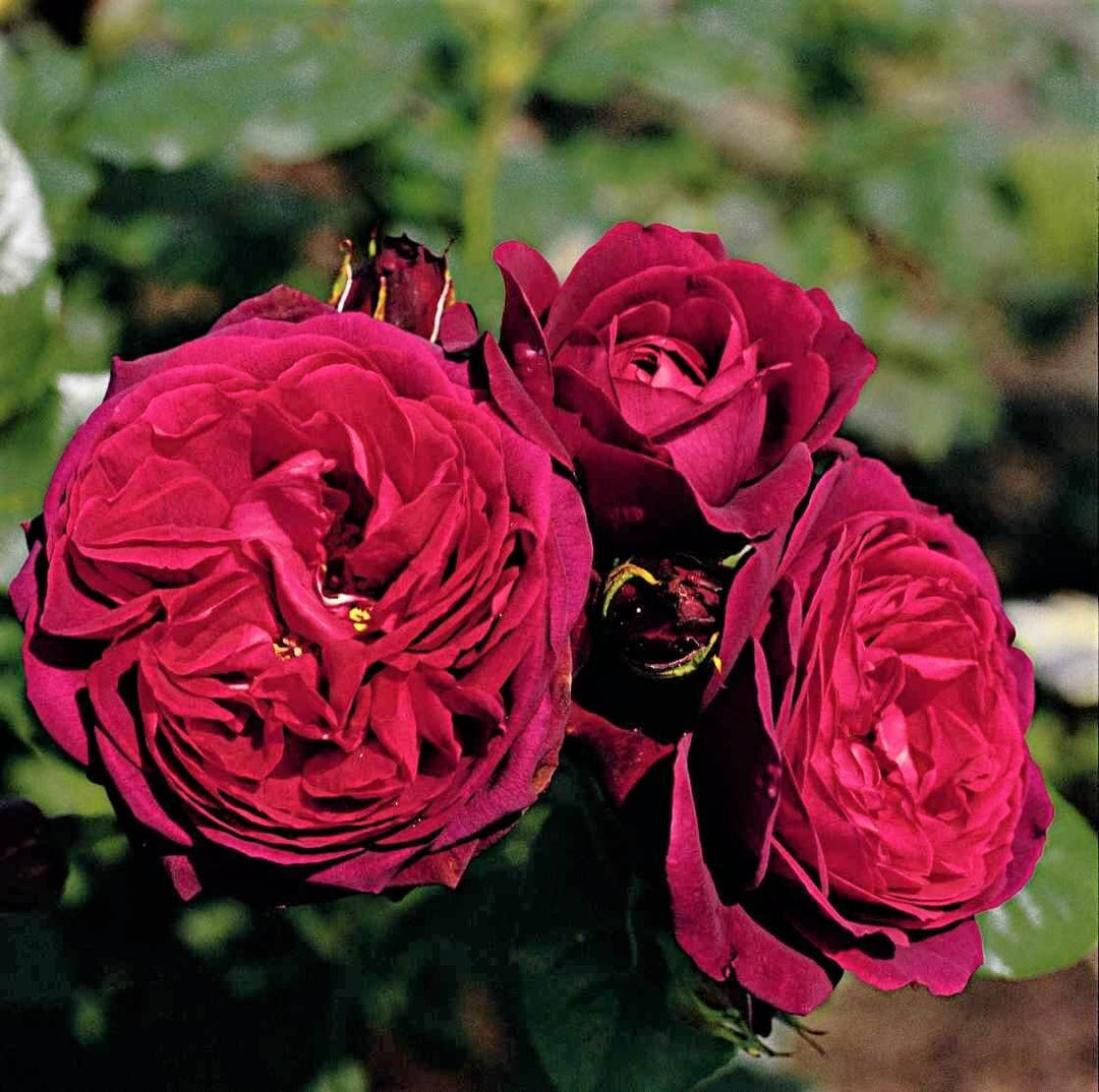 Grafin Von Hardenberg ( Black Caviar ) ® Trandafir Teahibrid butaşi trandafiri de grădină în ghiveci sau rădăcină liberă
