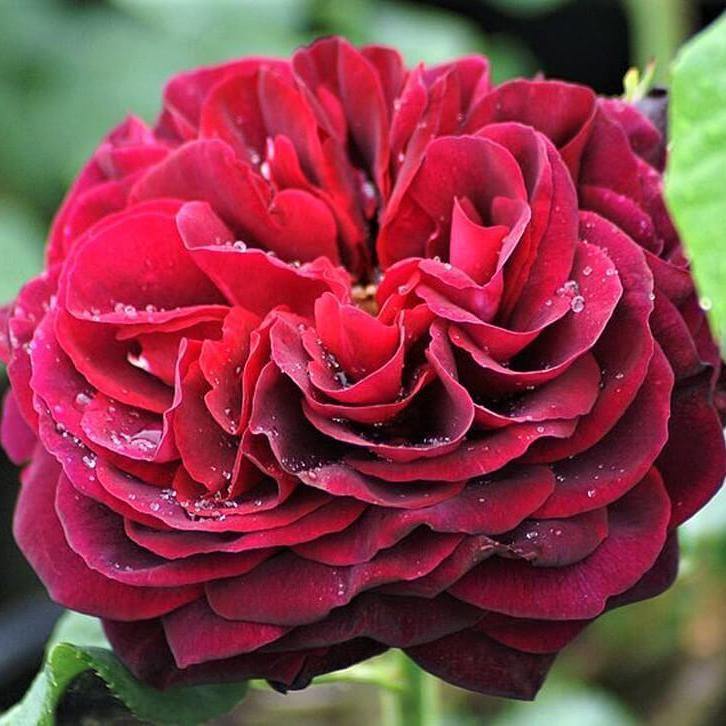 Grafin Von Hardenberg ( Black Caviar ) ® Trandafir Teahibrid butaşi trandafiri de grădină în ghiveci sau rădăcină liberă