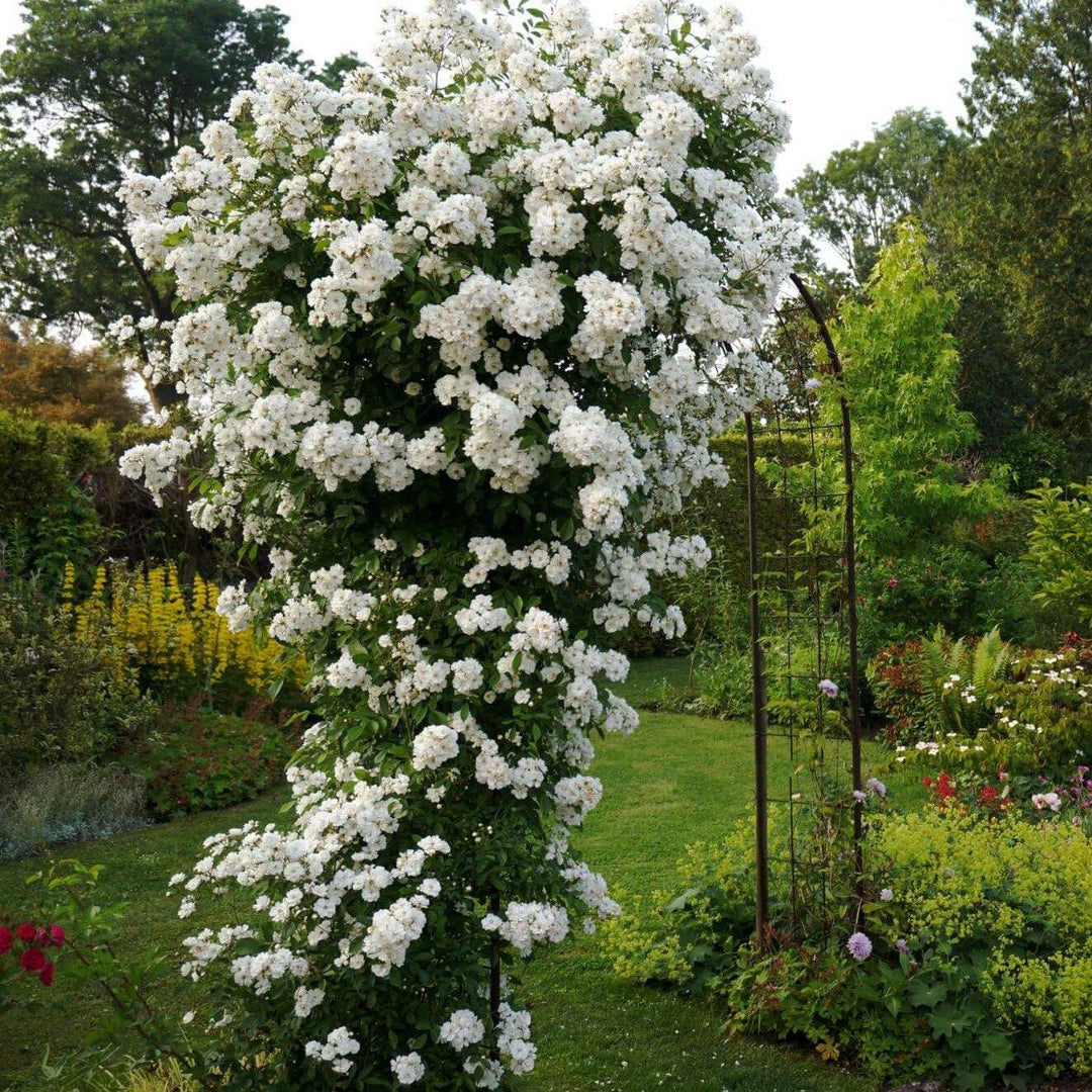 Guirlande D'Amour ® Trandafir Cățărător Urcător butaşi trandafiri de grădină în ghiveci sau rădăcină liberă