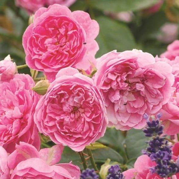 Harlow Carr ® Trandafir Englezesc Floribunda butaşi trandafiri de grădină în ghiveci sau rădăcină liberă