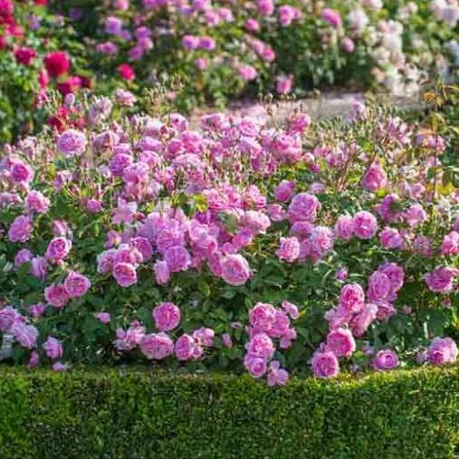 Harlow Carr ® Trandafir Englezesc Floribunda butaşi trandafiri de grădină în ghiveci sau rădăcină liberă