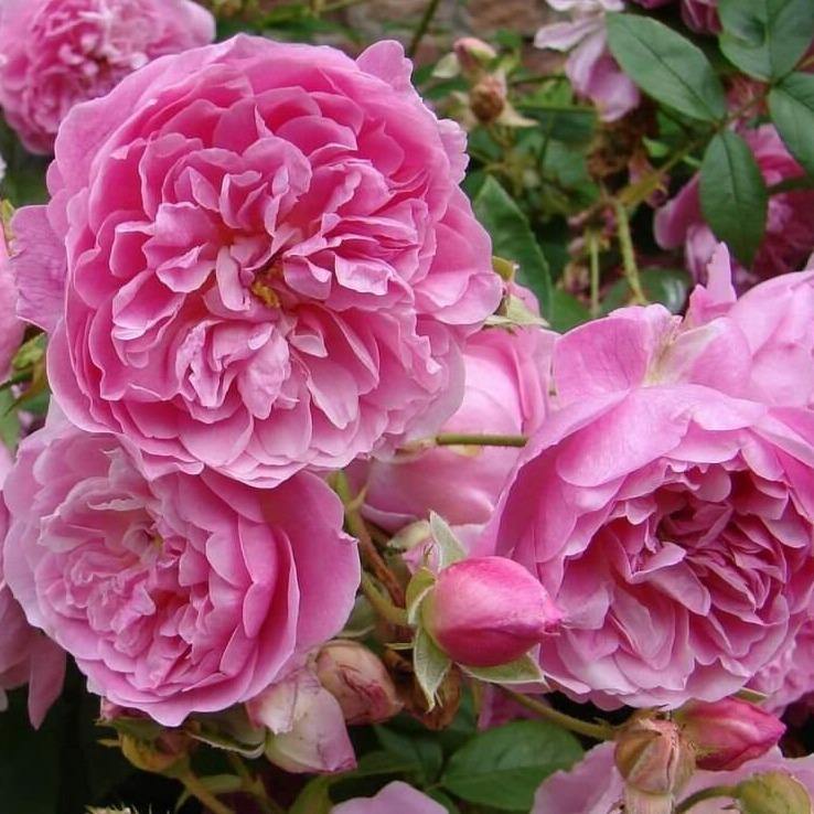 Harlow Carr ® Trandafir Englezesc Floribunda butaşi trandafiri de grădină în ghiveci sau rădăcină liberă