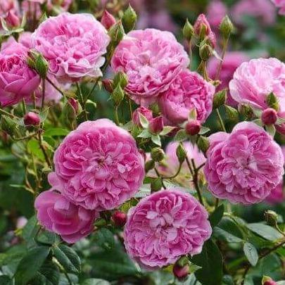 Harlow Carr ® Trandafir Englezesc Floribunda butaşi trandafiri de grădină în ghiveci sau rădăcină liberă