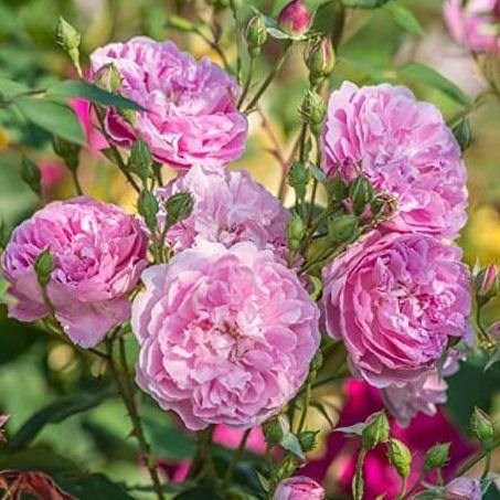 Harlow Carr ® Trandafir Englezesc Floribunda butaşi trandafiri de grădină în ghiveci sau rădăcină liberă