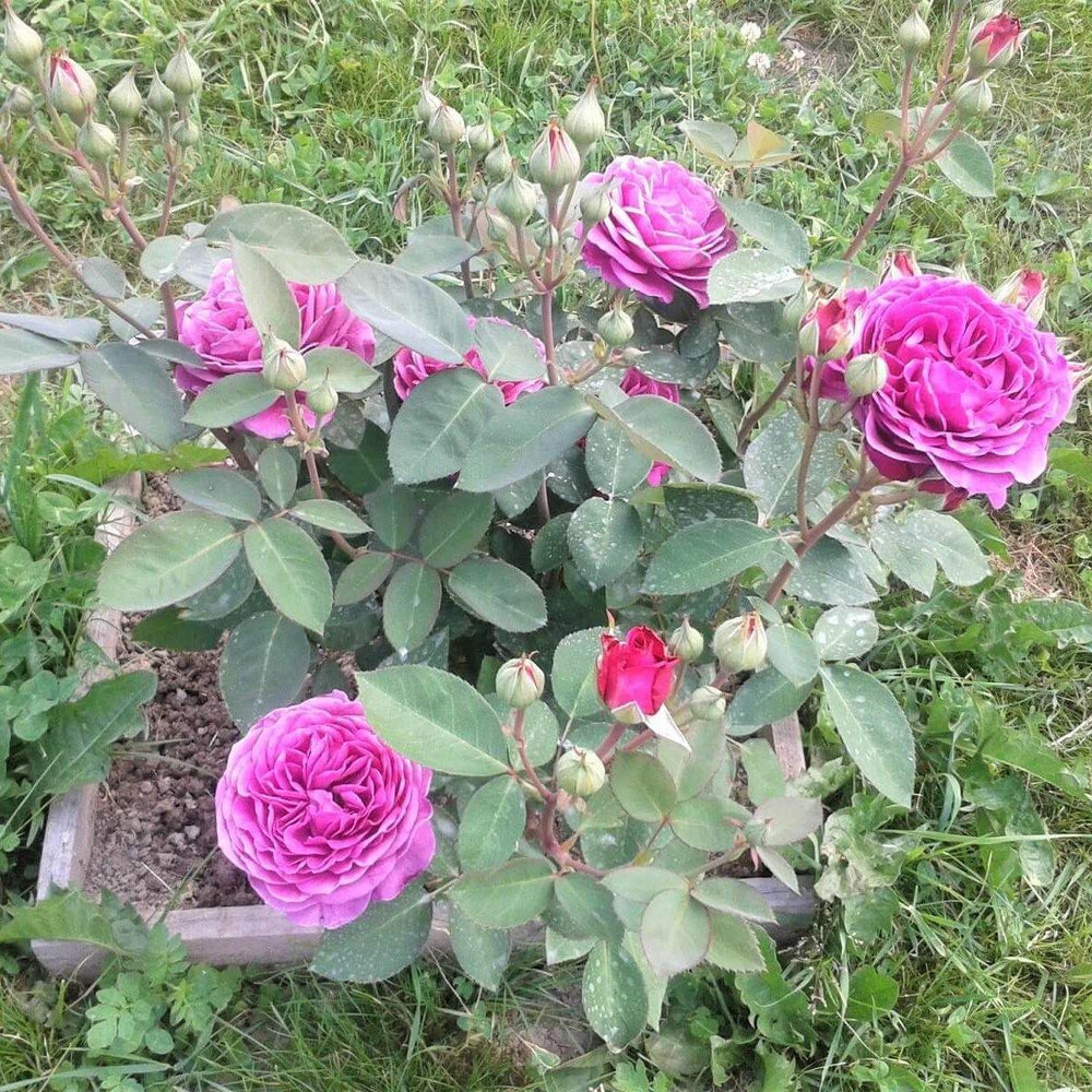 HEIDI KLUM ® Butasi trandafiri de gradina butaşi trandafiri de grădină în ghiveci sau rădăcină liberă