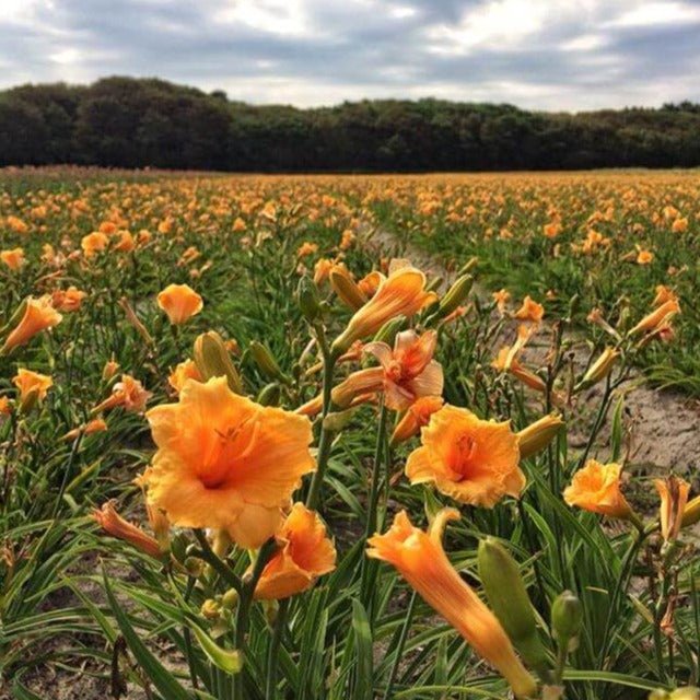 Hemerocallis: ENDLESSLILY ORANGE Plants butaşi trandafiri de grădină în ghiveci sau rădăcină liberă