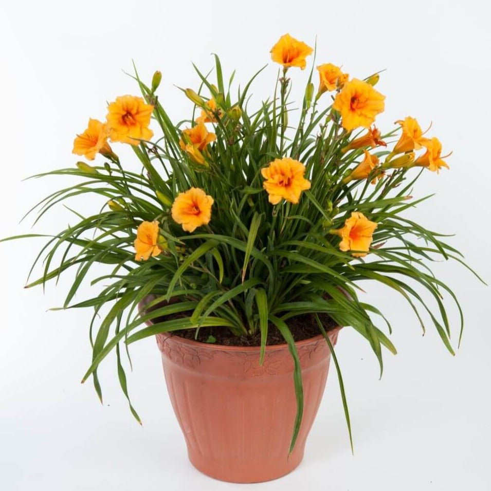 Hemerocallis: ENDLESSLILY ORANGE Plants butaşi trandafiri de grădină în ghiveci sau rădăcină liberă