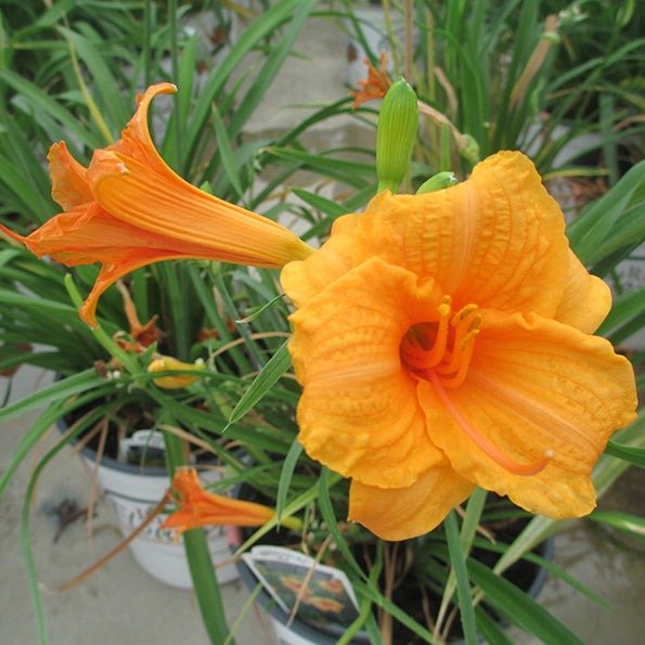 Hemerocallis: ENDLESSLILY ORANGE Plants butaşi trandafiri de grădină în ghiveci sau rădăcină liberă