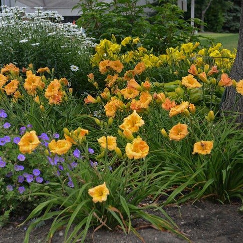 Hemerocallis: ENDLESSLILY ORANGE Plants butaşi trandafiri de grădină în ghiveci sau rădăcină liberă