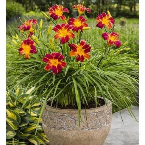 Hemerocallis: EVERY DAYLILY RED RIB Plants butaşi trandafiri de grădină în ghiveci sau rădăcină liberă