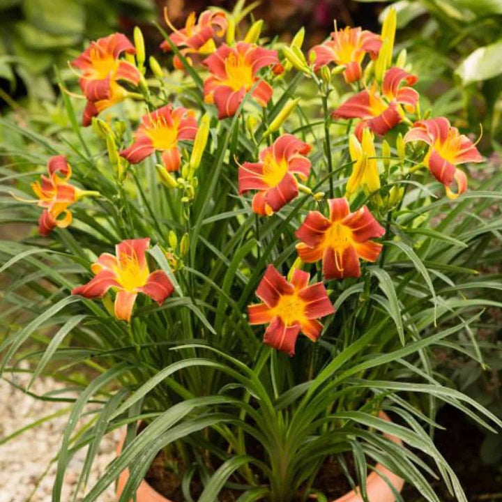 Hemerocallis: EVERY DAYLILY RED RIB Plants butaşi trandafiri de grădină în ghiveci sau rădăcină liberă