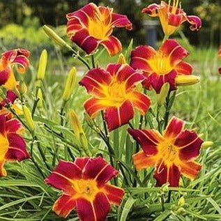 Hemerocallis: EVERY DAYLILY RED RIB Plants butaşi trandafiri de grădină în ghiveci sau rădăcină liberă