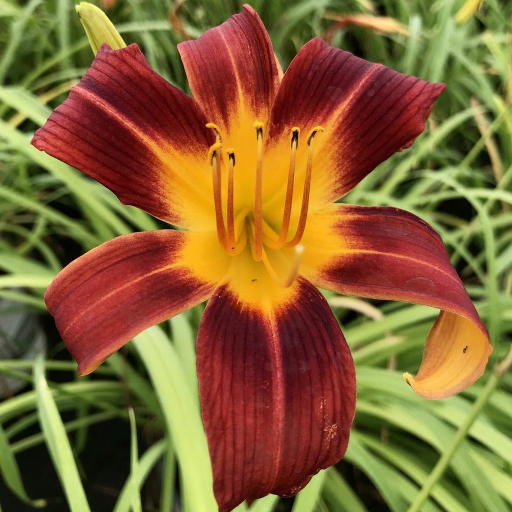 Hemerocallis: EVERY DAYLILY RED RIB Plants butaşi trandafiri de grădină în ghiveci sau rădăcină liberă