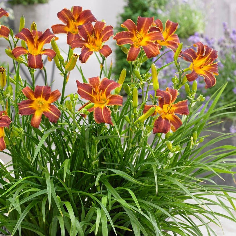 Hemerocallis: EVERY DAYLILY RED RIB Plants butaşi trandafiri de grădină în ghiveci sau rădăcină liberă