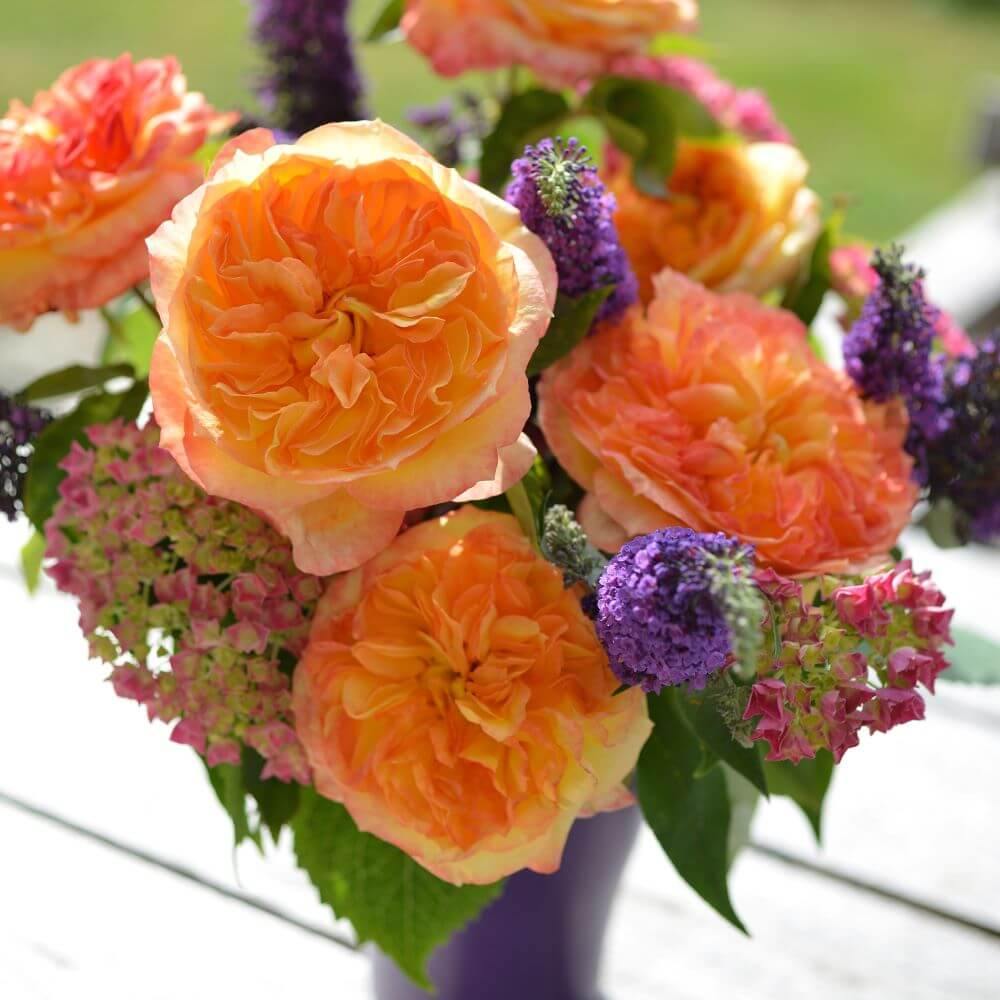 Henri Delbard ® Trandafir Teahibrid butaşi trandafiri de grădină în ghiveci sau rădăcină liberă
