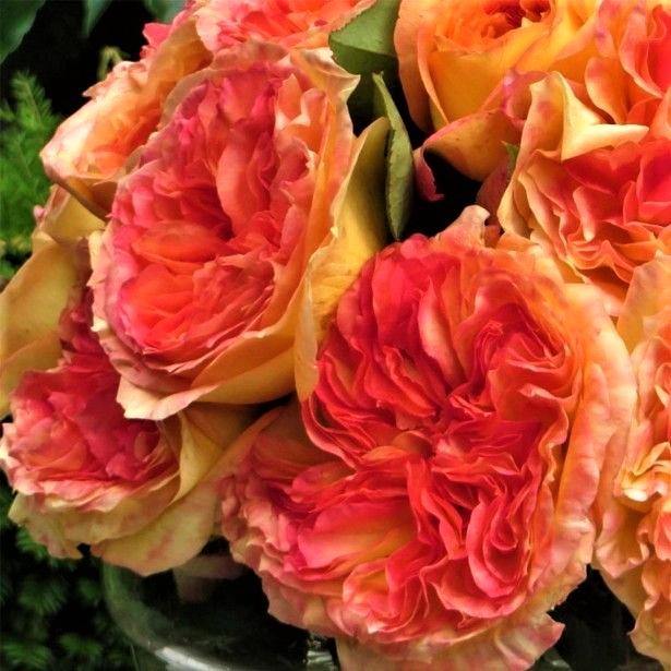 Henri Delbard ® Trandafir Teahibrid butaşi trandafiri de grădină în ghiveci sau rădăcină liberă