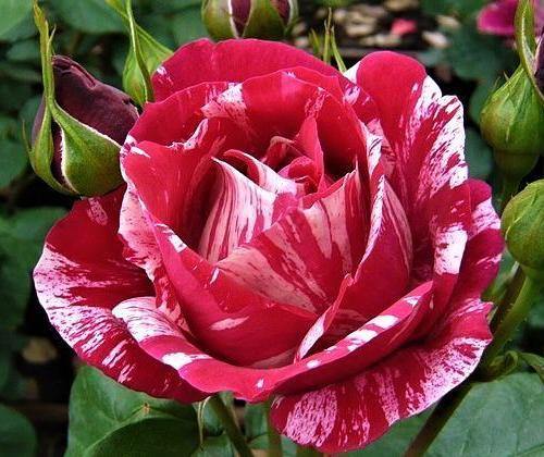 Henri Matisse ® Trandafir Teahibrid butaşi trandafiri de grădină în ghiveci sau rădăcină liberă
