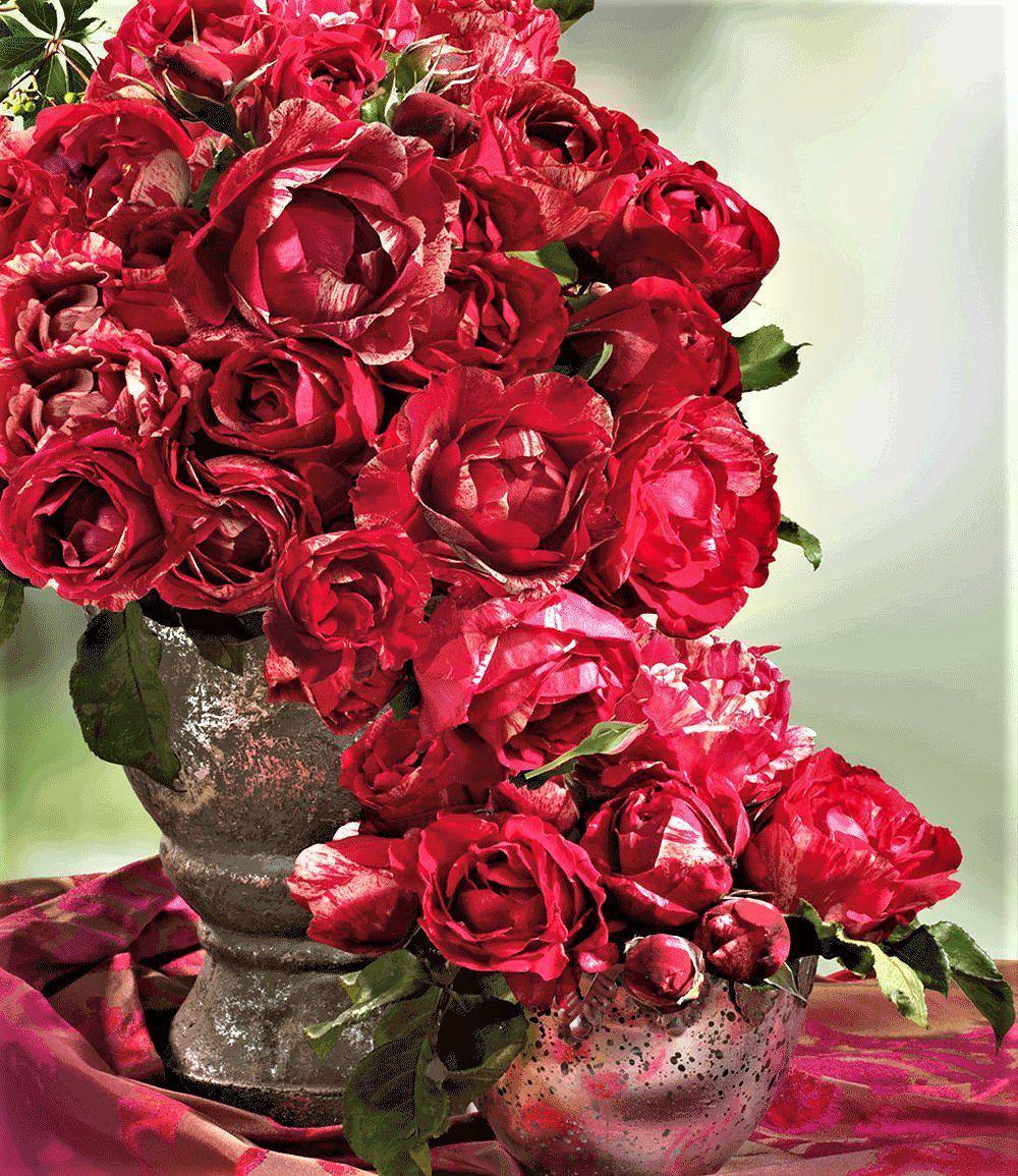 Henri Matisse ® Trandafir Teahibrid butaşi trandafiri de grădină în ghiveci sau rădăcină liberă