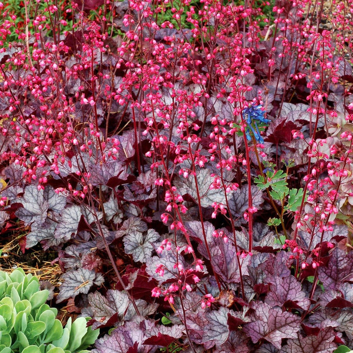 Heuchera Hybrida : GLITTER Plants butaşi trandafiri de grădină în ghiveci sau rădăcină liberă