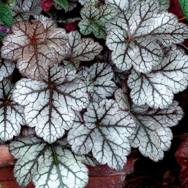 Heuchera Hybrida : GLITTER Plants butaşi trandafiri de grădină în ghiveci sau rădăcină liberă