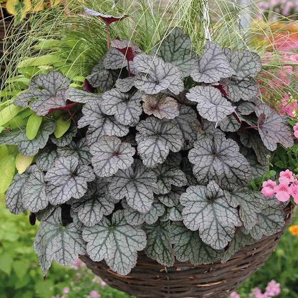 Heuchera Hybrida : GLITTER Plants butaşi trandafiri de grădină în ghiveci sau rădăcină liberă