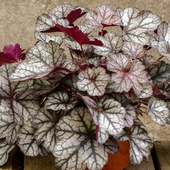 Heuchera Hybrida : GLITTER Plants butaşi trandafiri de grădină în ghiveci sau rădăcină liberă