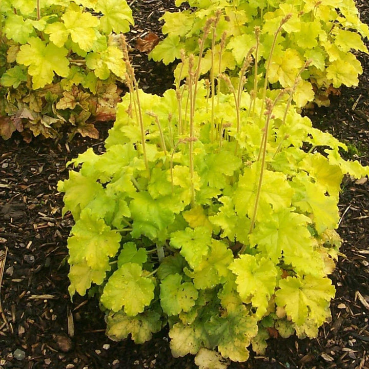 Heuchera : LEMON LOVE Perene butaşi trandafiri de grădină în ghiveci sau rădăcină liberă