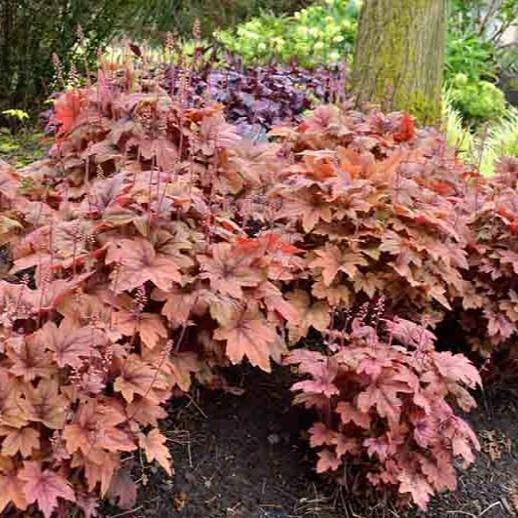 Heuchera : SWEET TEA Perene butaşi trandafiri de grădină în ghiveci sau rădăcină liberă